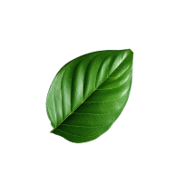 Natural leaf decoration